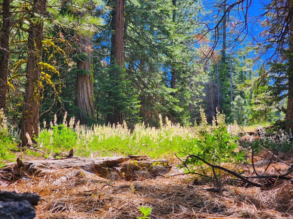 0.98 Acres for Sale in California Pines, California